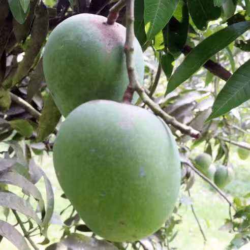 হিমসাগর