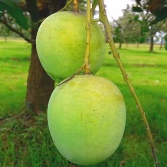 ল্যাংড়া